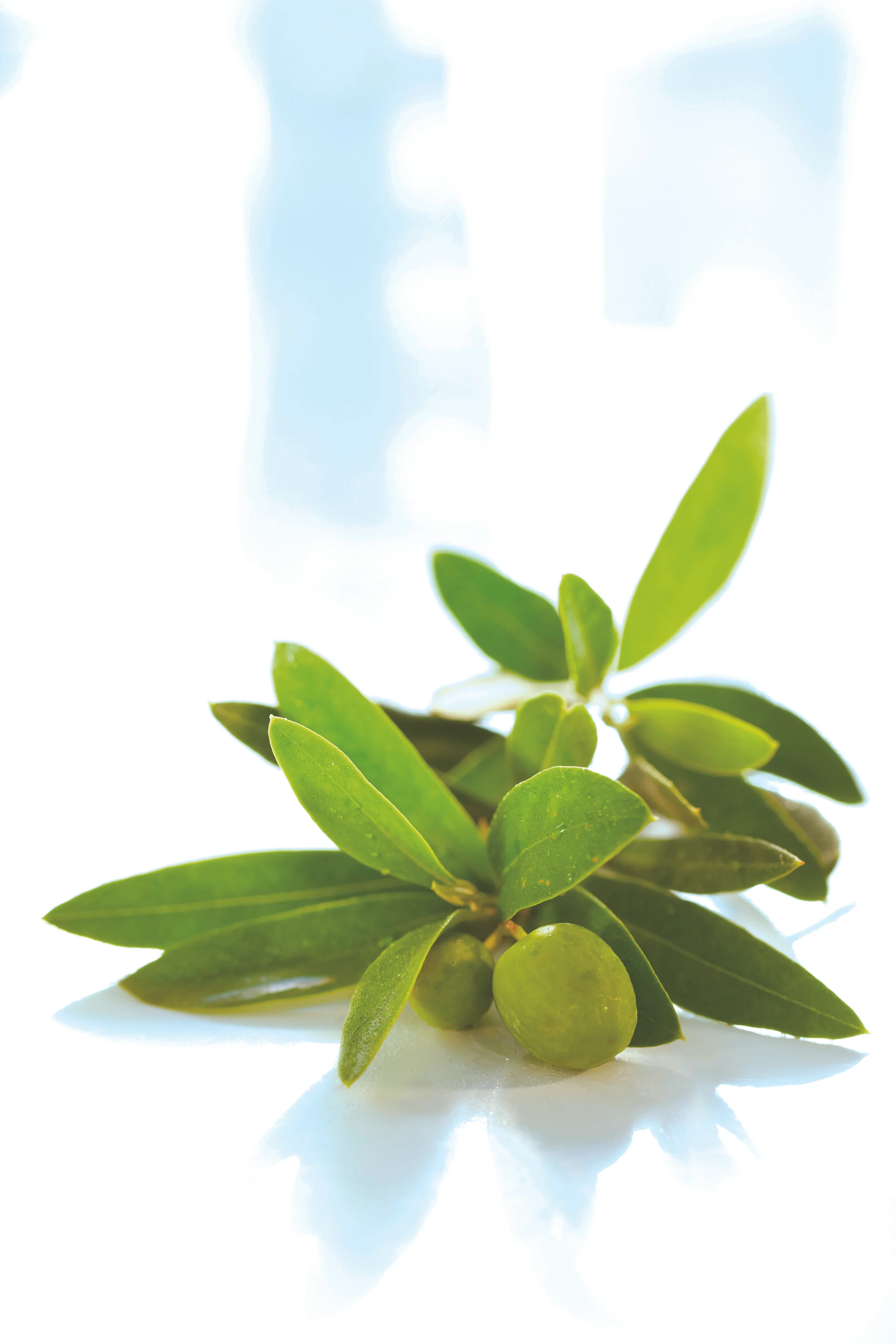 Newsha_oliveleaf_02 copy 2.jpg