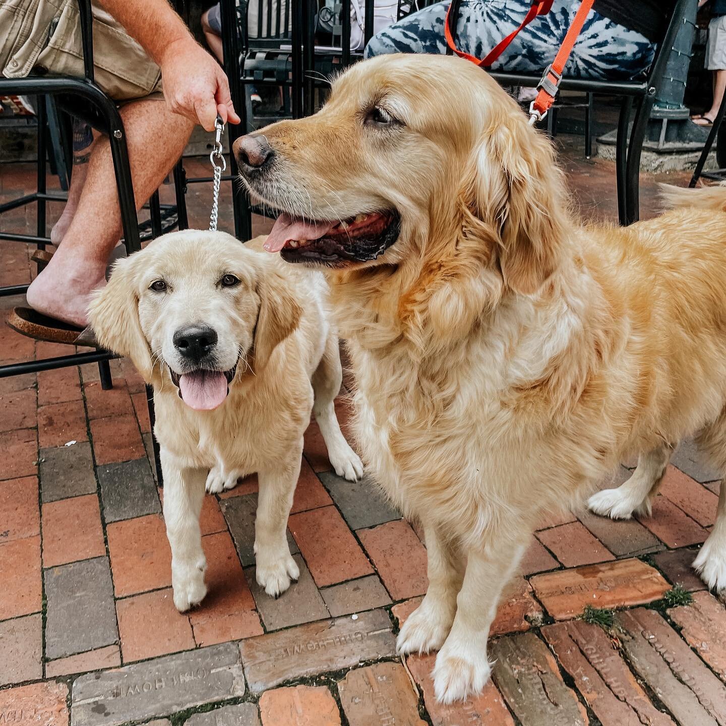 ✨ golden hour ✨

It&rsquo;s a solid week to hang out on the patio! ☀️🐾 What&rsquo;s going on&hellip;

TUE- Pints After Pedals [Lynchburg&rsquo;s friendliest group ride] with our Jefferson Street neighbors, Bikes Unlimited! 🍻🚲 Spring evenings, new 