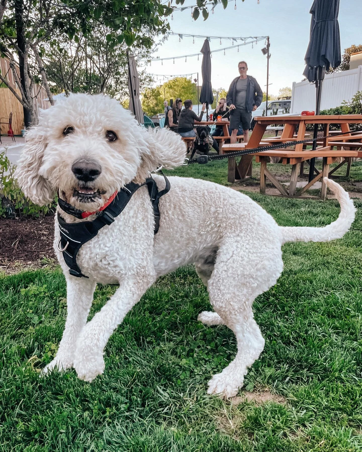 Wait, what?! 
POV: you just found out Five Oaks Fire is playing at The Water Dog, tomorrow (5/20) from 3-6 PM! 🫢😲🥳 Come party on the patio with some pretty amazing musicians. 
✨ FREE SHOW! ✨ Seats will fill up quickly, so feel free to bring a ch