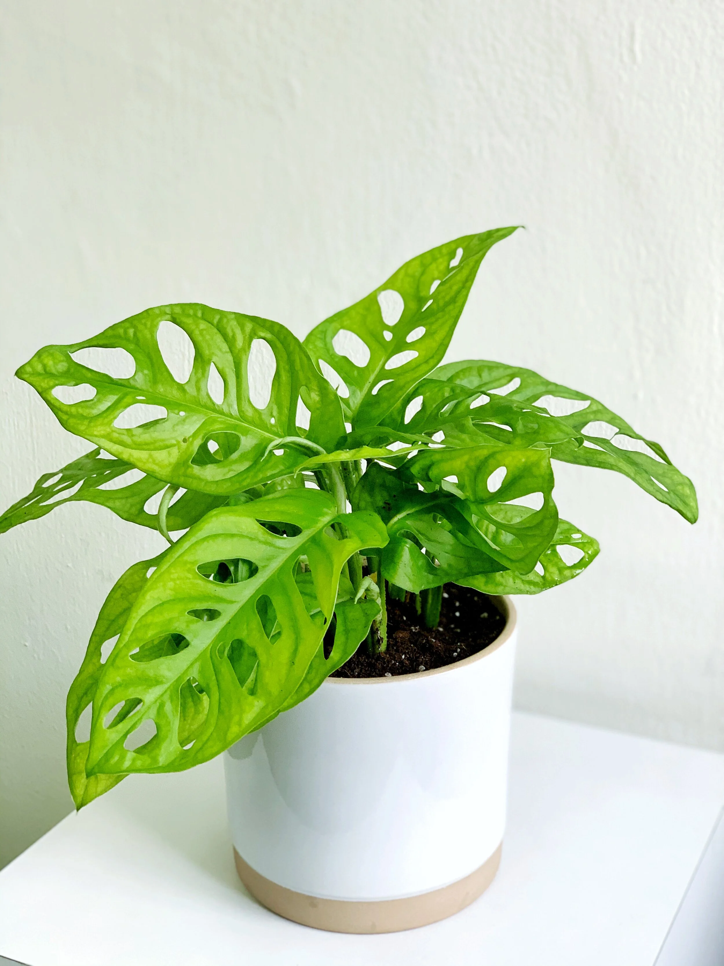 Monstera Swiss Cheese