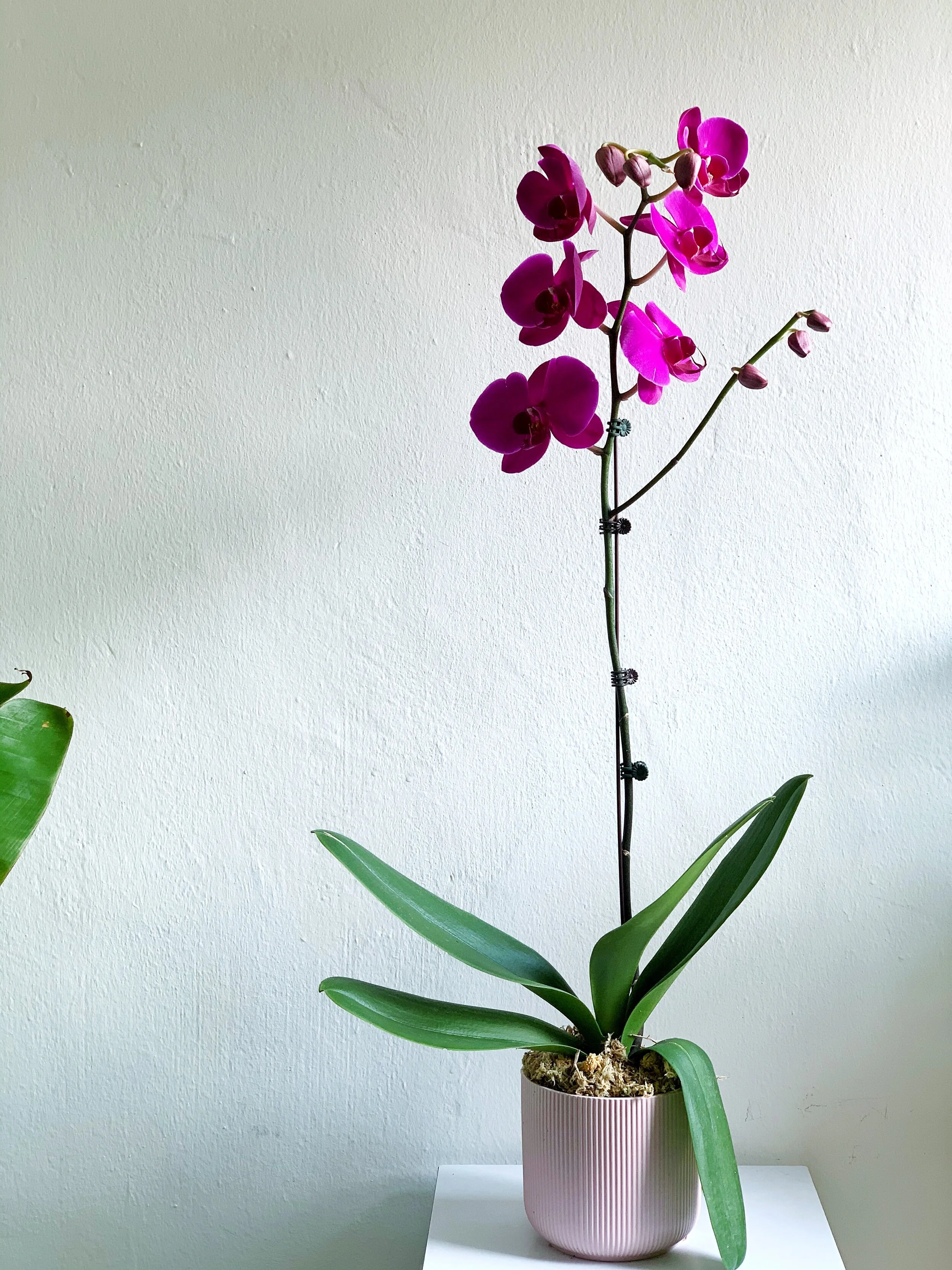 Phalaenopsis Orchid (Various Colours)
