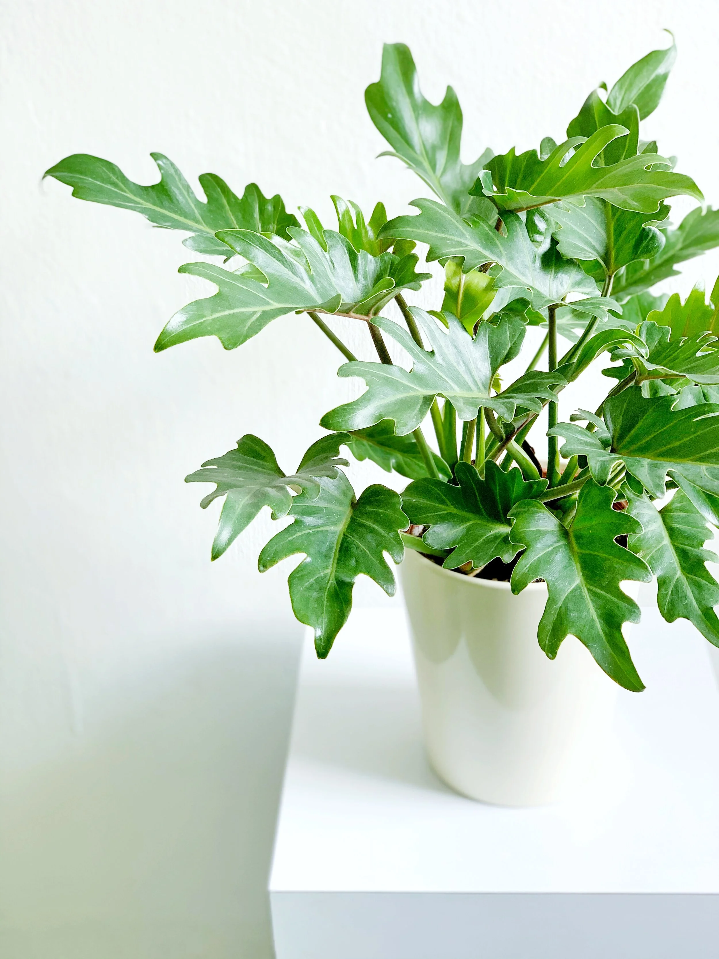cebu blue pothos fenestrations Epipremnum 'Cebu Blue' Pothos main image 1