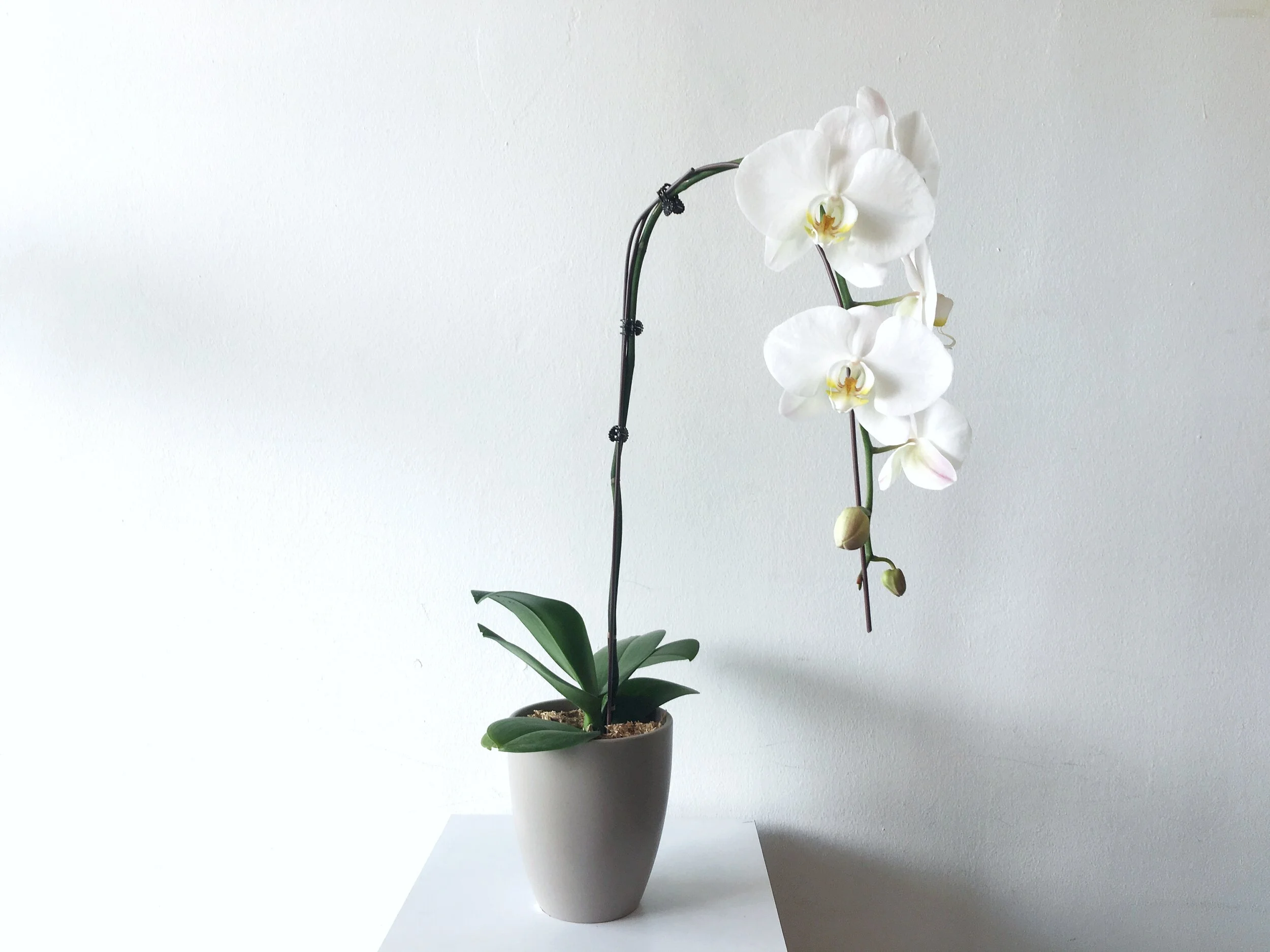 Phalaenopsis Orchid Large.JPG