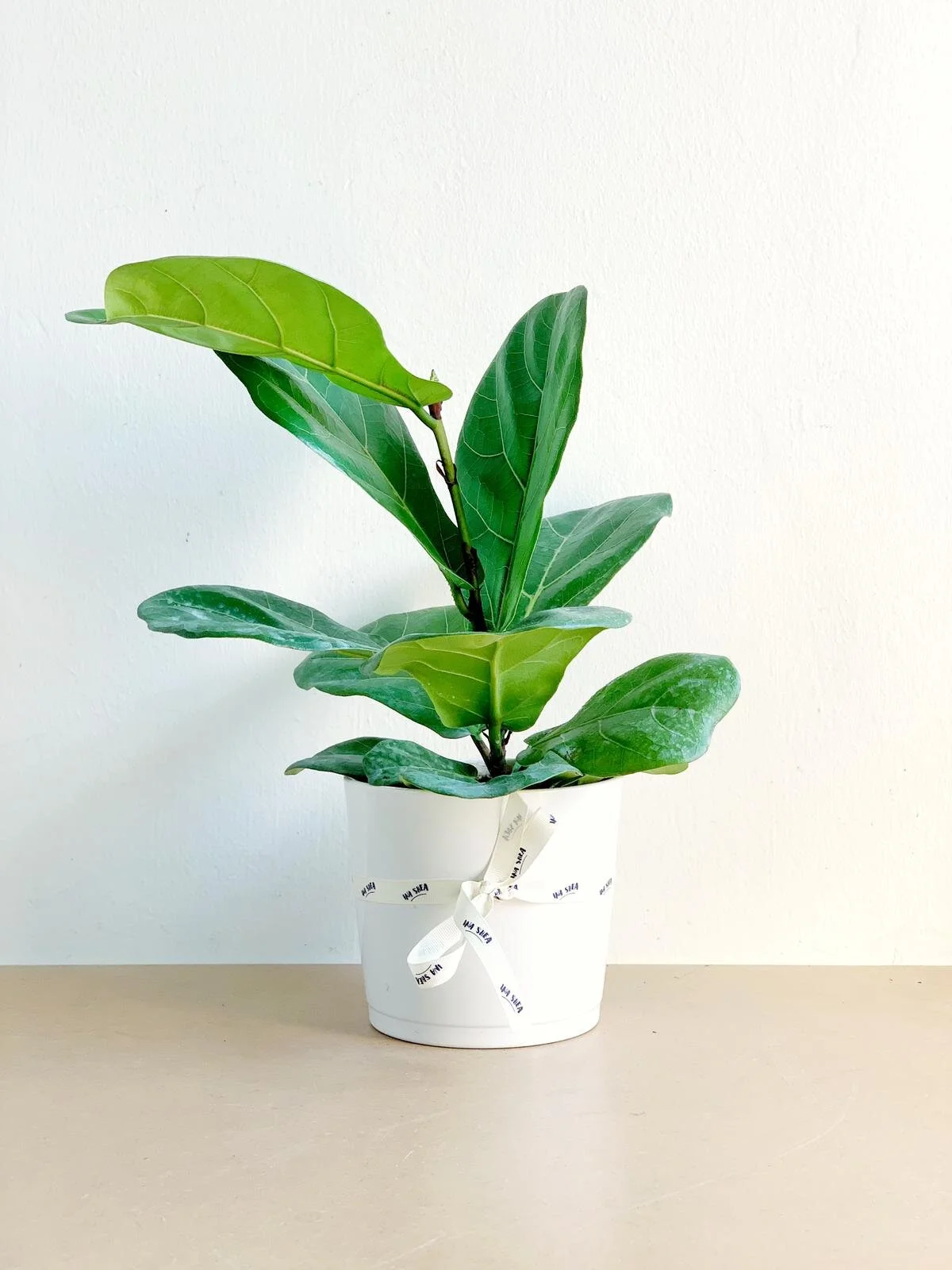 InaShea - Ficus Lyrata.jpeg