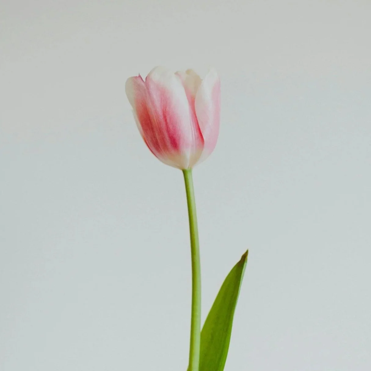 Tulip
