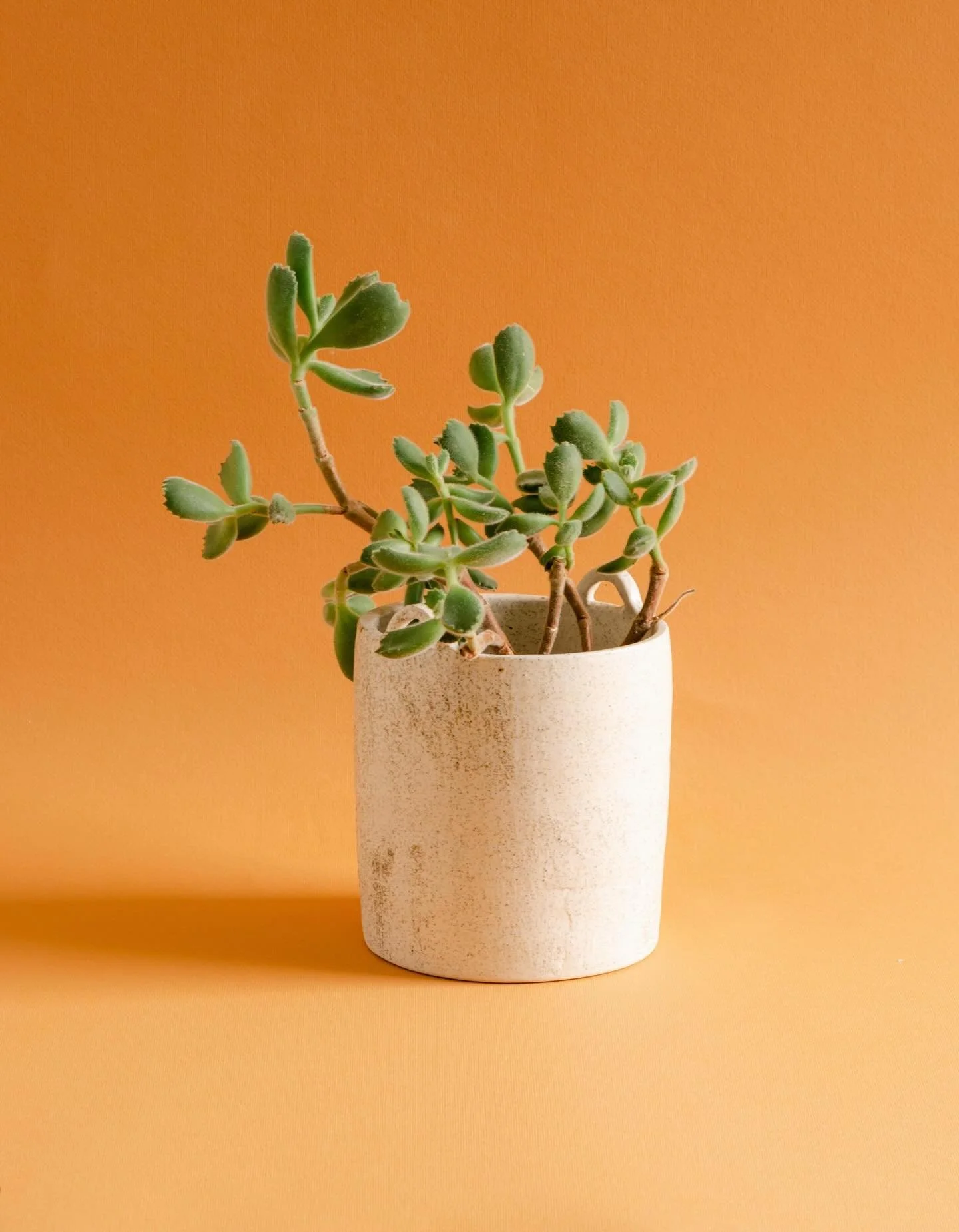 Feature || Bear&rsquo;s Paws 
Peculiar, Adorable &amp; Low Maintenance ✅
A charming indoor succulent that ticks all the boxes

Ceramic vase is also available for sale at www.inashea.com