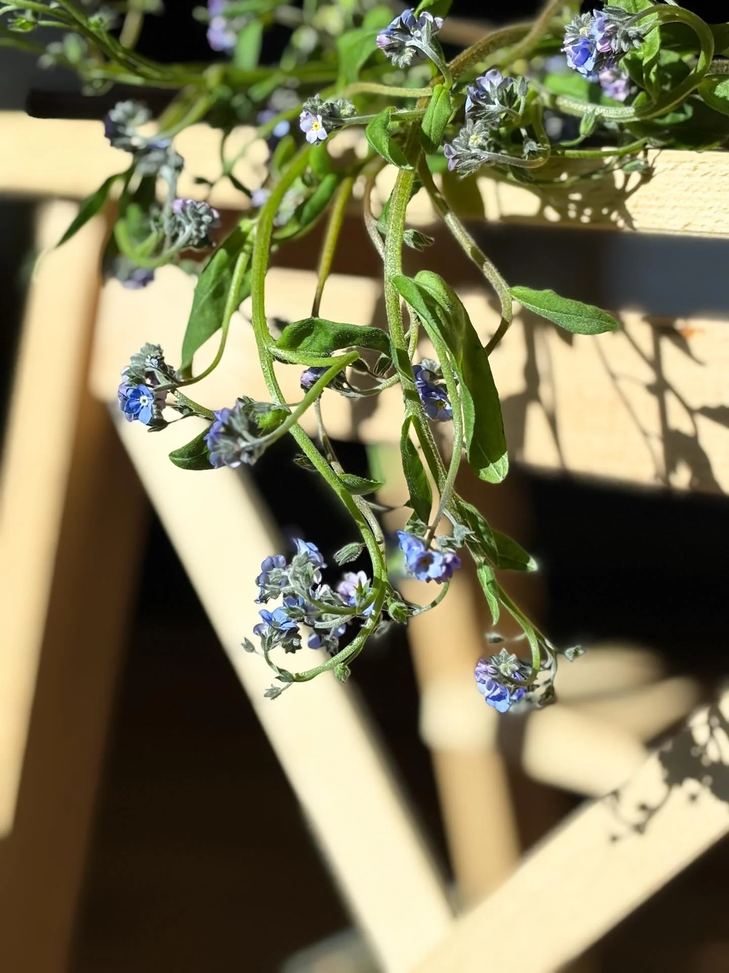 Features || Forget-me-nots

By the banks of the Danube, a knight was swept away, but not before casting blue blooms ashore to his beloved &mdash; whispering &lsquo;forget me not.&rsquo; 💙