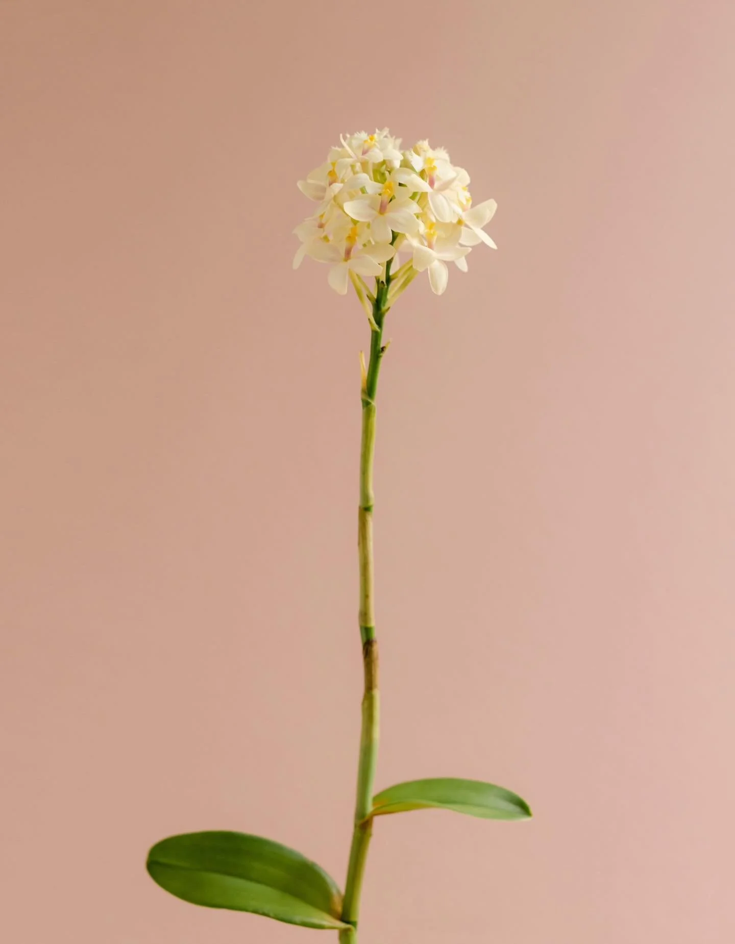 ending the year with this single stalk of epidendrum.
steady, poised, quietly in bloom.

as always, thank you for your continuous love and support.

wishing you a lovely start to the new year &mdash;
see you as we step into 2026 xx

all our love,
ive