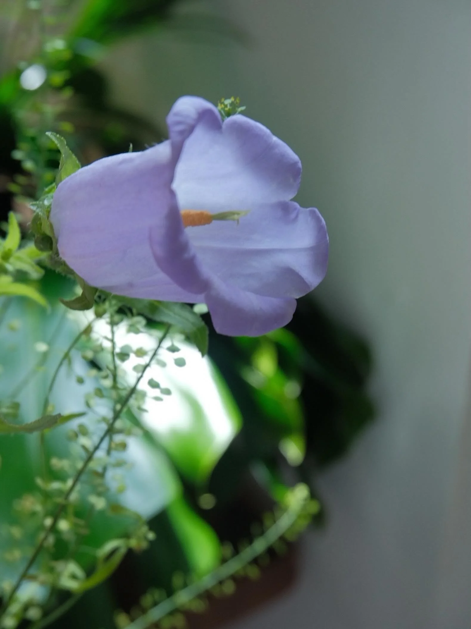 Flower Feature || Campanula

< little bells > 

a floral expression of gratitude, humility and everlasting love. 
Carrying the soft glow of Mother&rsquo;s Day weekend into the week ahead 💜