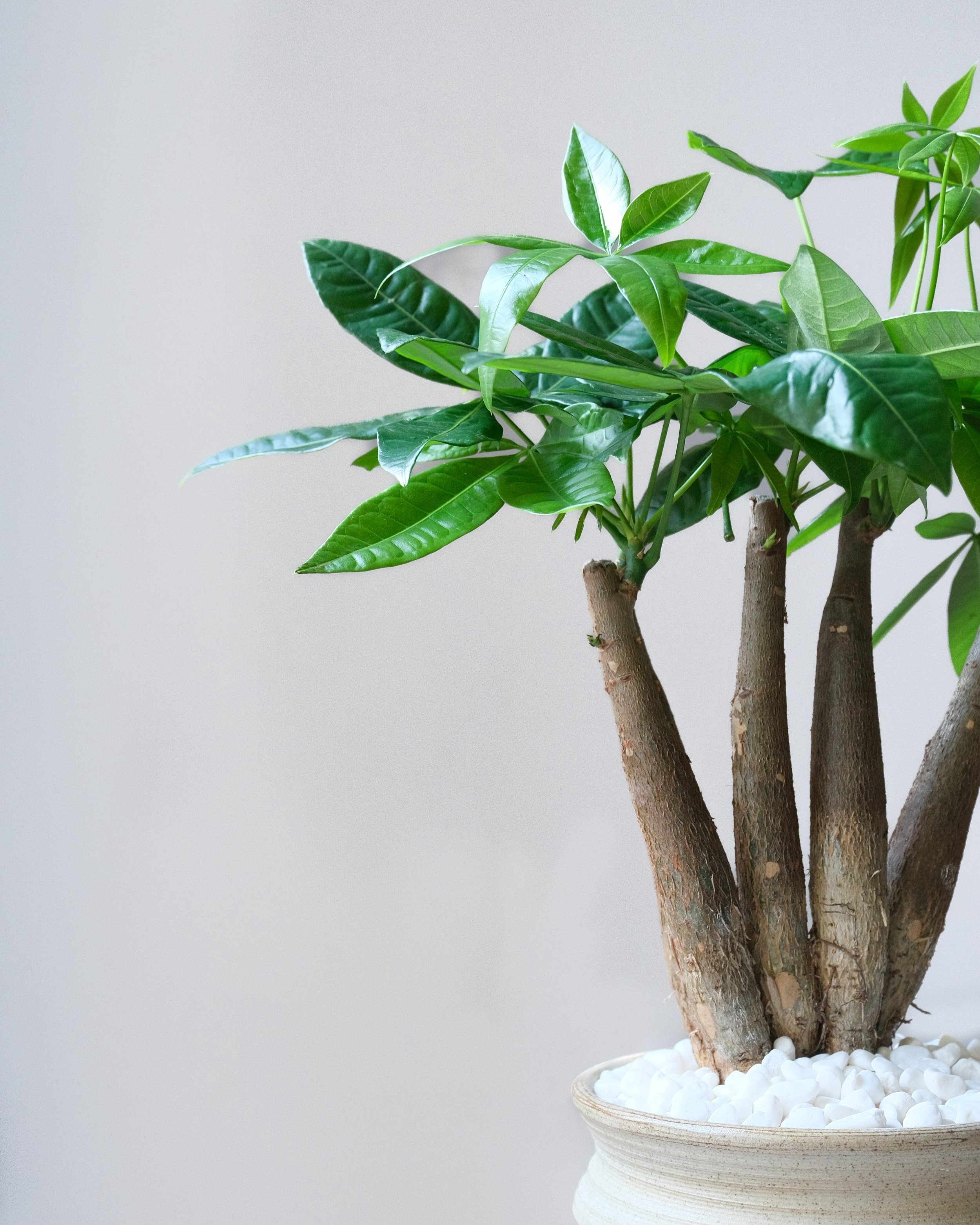 pachira+plant-1.jpg