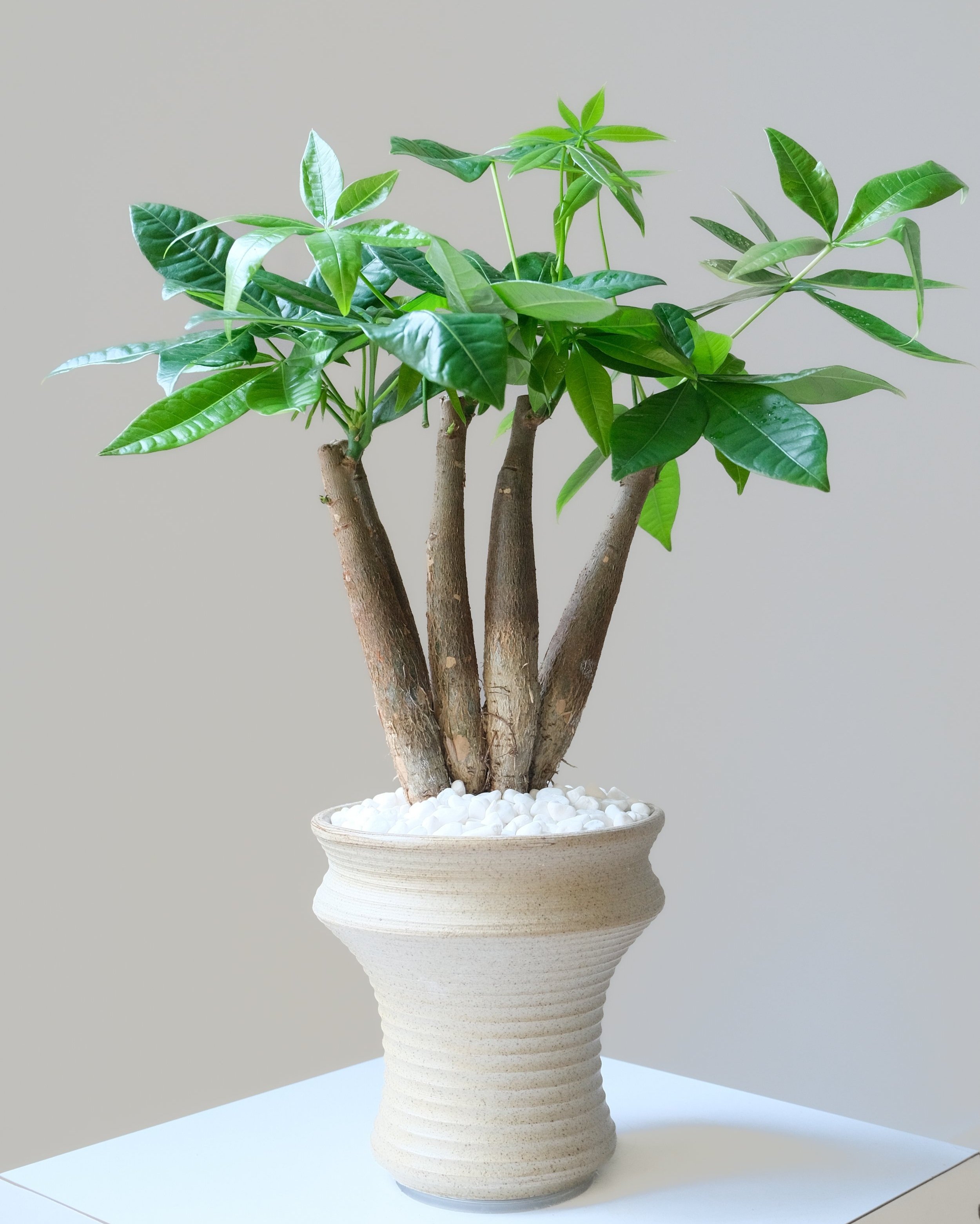 pachira+plant.jpg