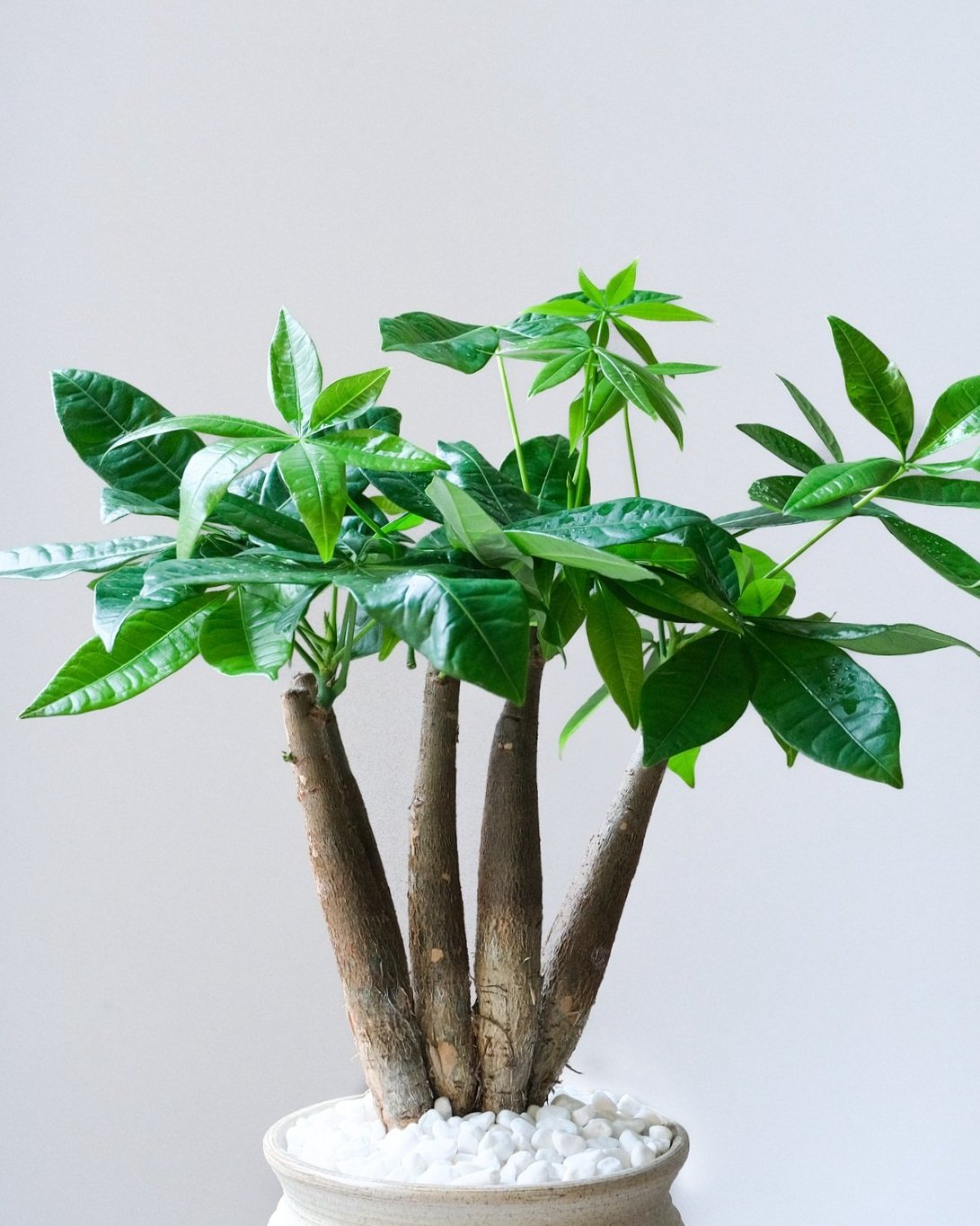 pachira+plant-2.jpg