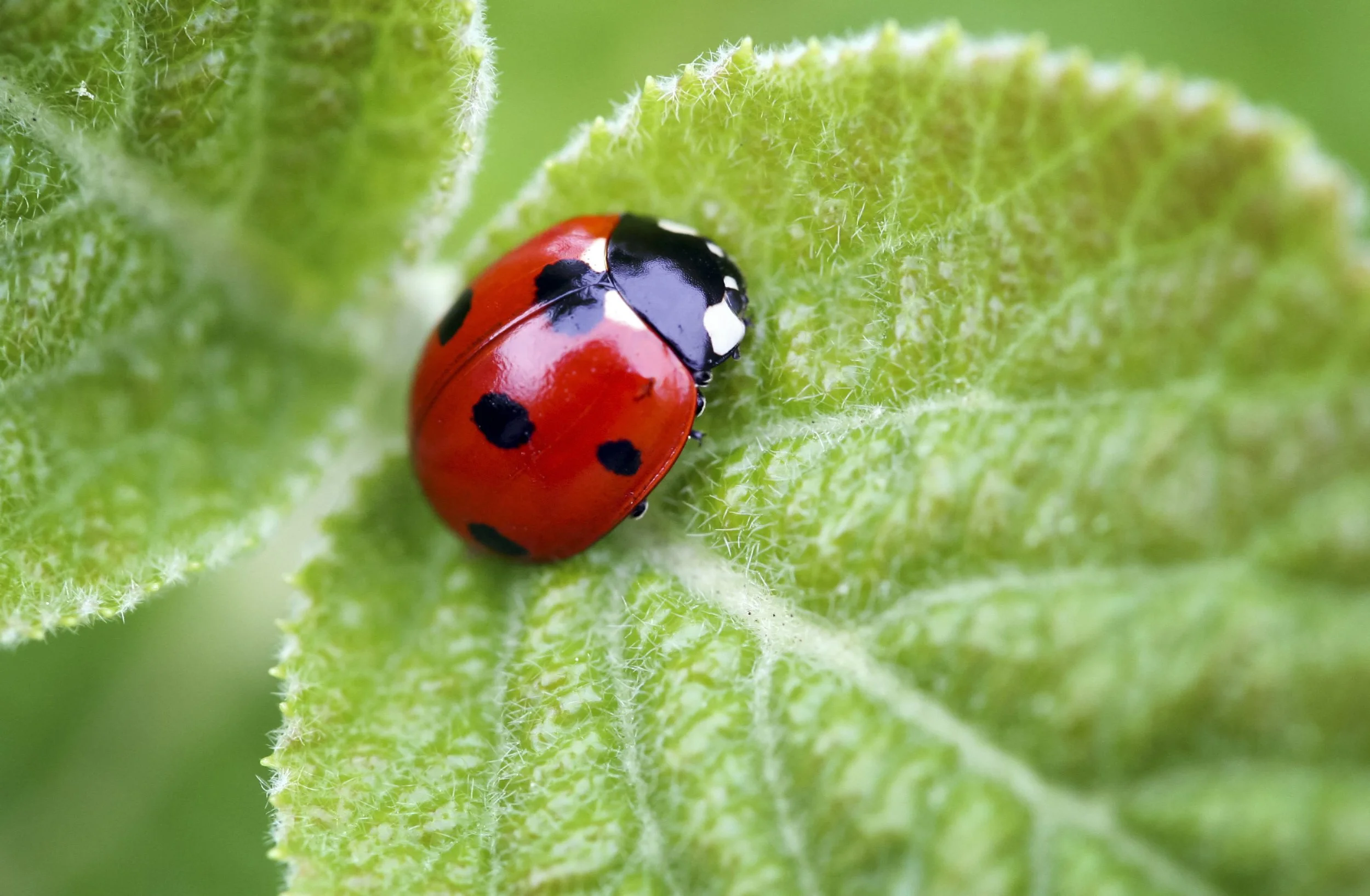 Lady Bug Release & Craft
