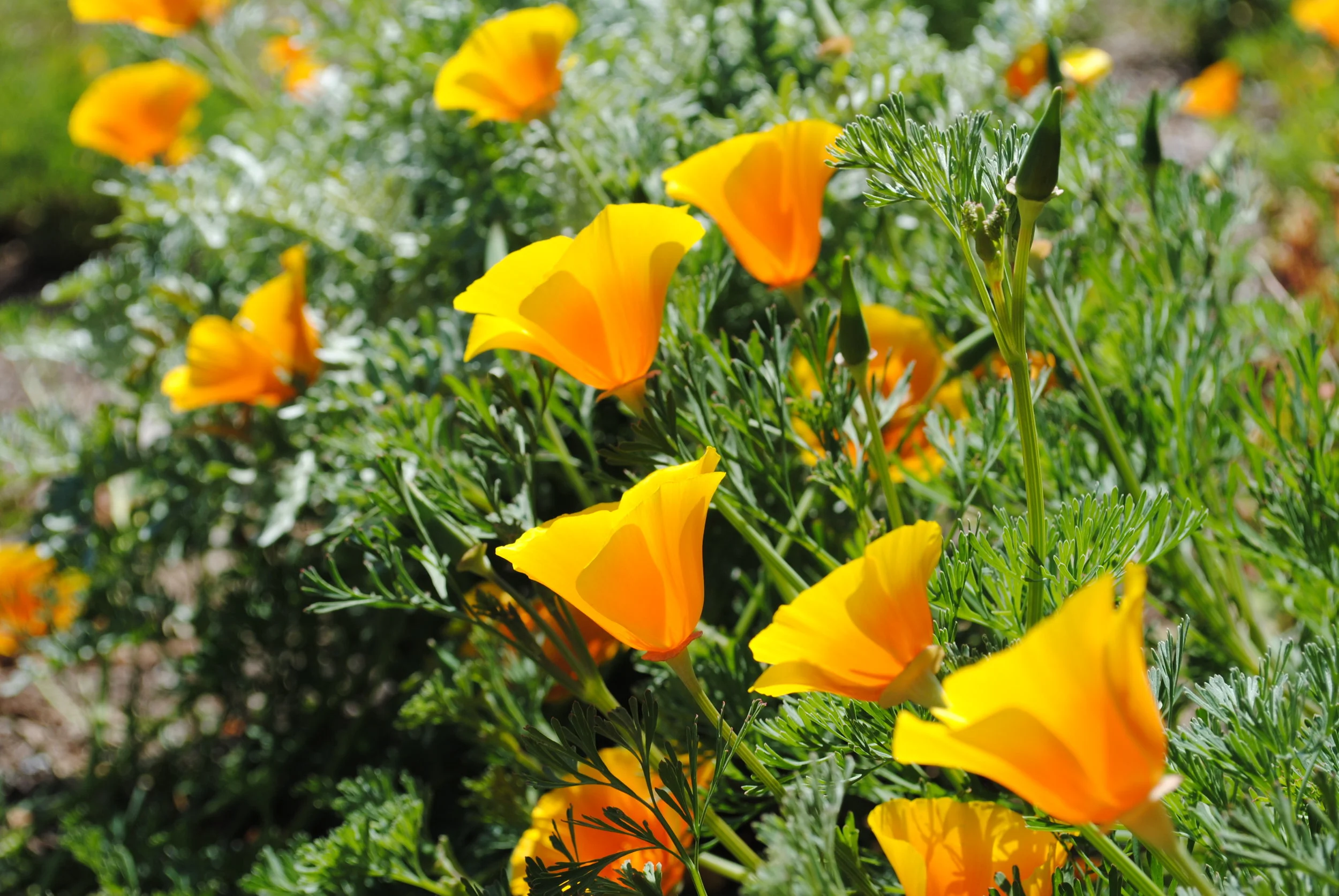 emerson avenue community garden