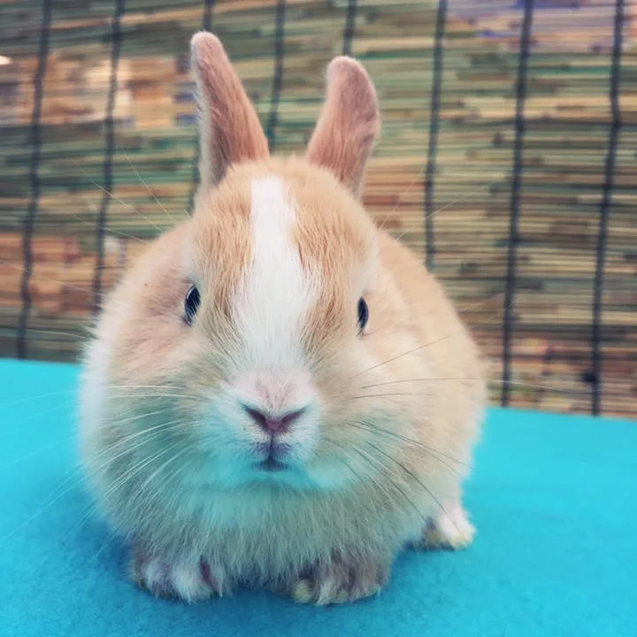 Mini-Petting Zoo & Bunnies