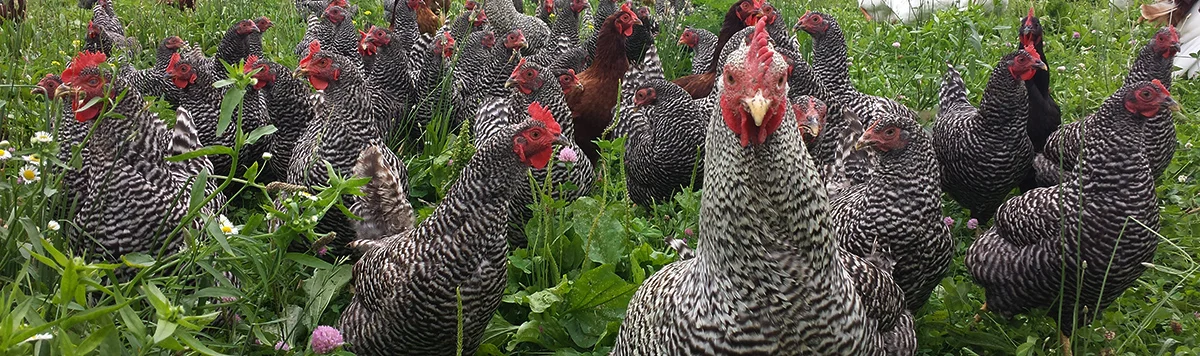 farm-website-testimonials.jpg