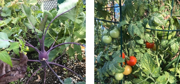 garden.jpg