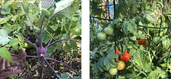 garden.jpg