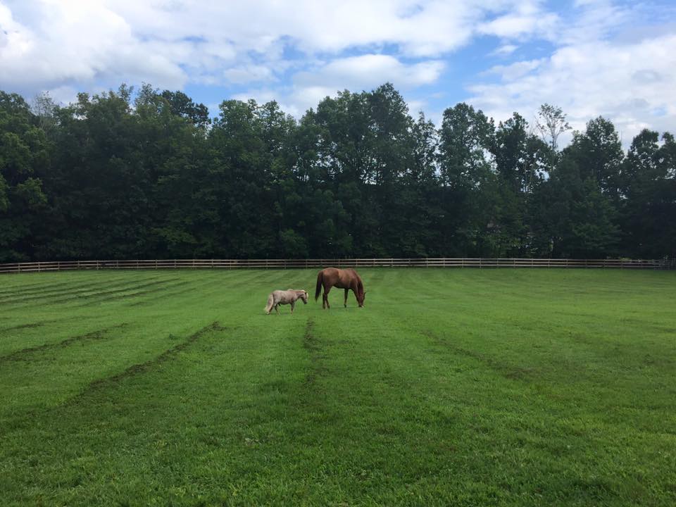 freshly mowed paddock.jpg