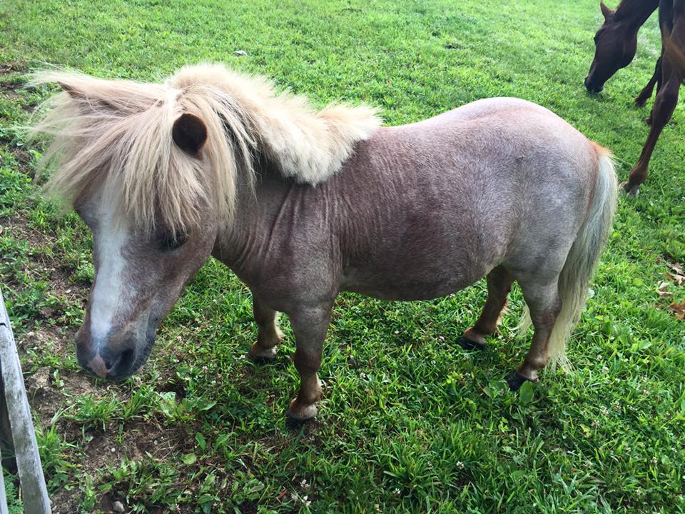 Bon Jovi is a strawberry roan miniature horse. He is a wonderful companion and good friend to all.