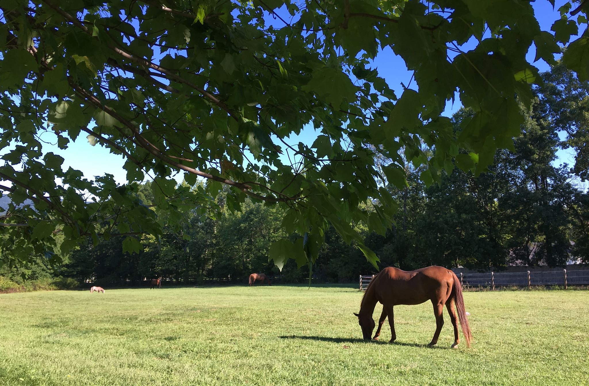 tree w horses.jpg