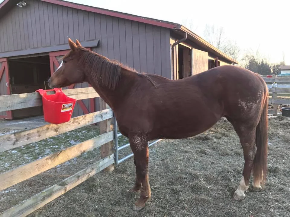 Maggie is a retired, 18-year-old Quarter Horse, whose generous connections have committed to supporting her for life. We are grateful they entrusted Scarlet Ridge Farm with her care.