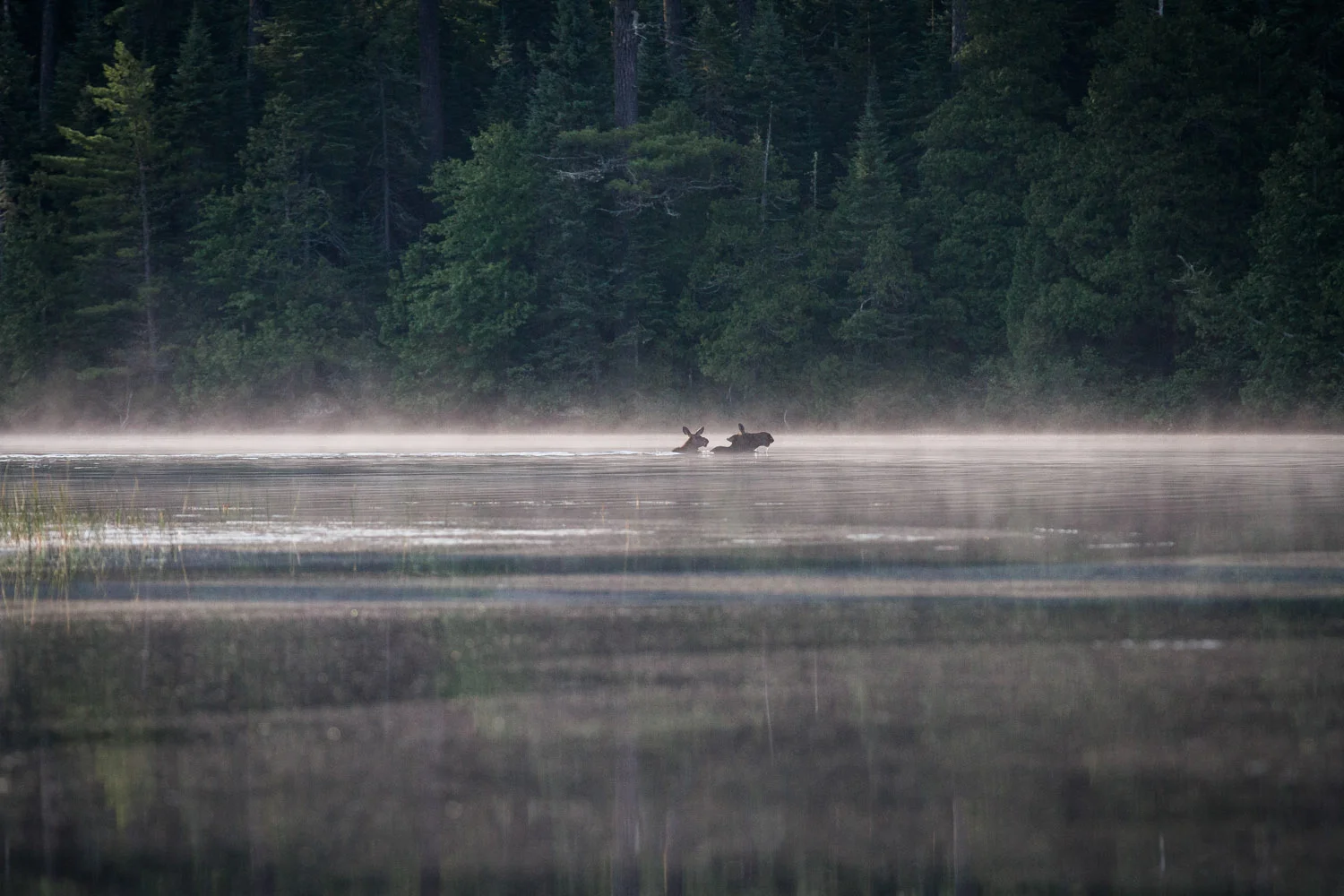 28-morsehoe-lake-moose-sighting-bwca-minnesota-boundary-waters-mahonen-photography.jpg