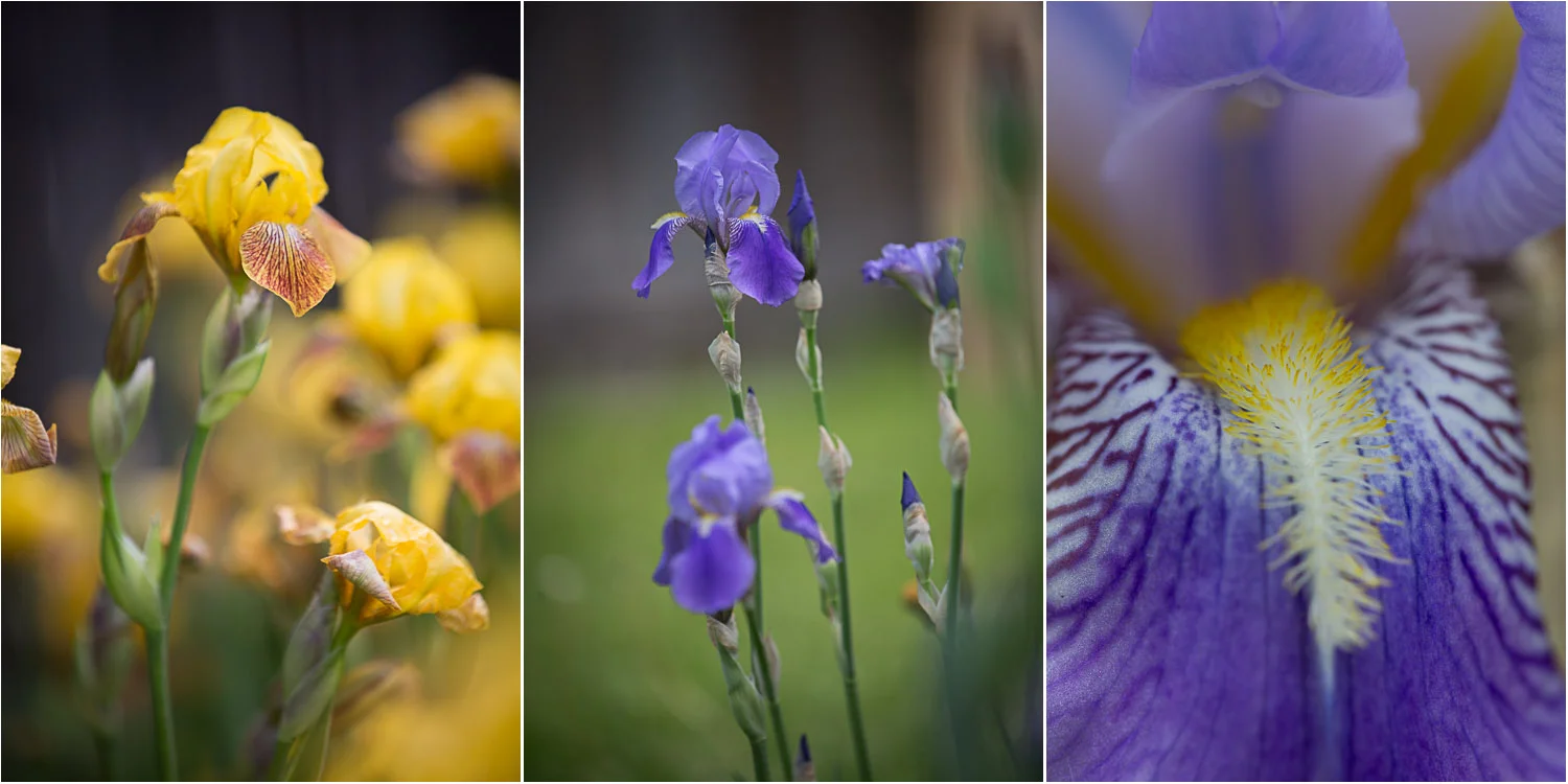 mn-purple-yellow-bearded-iris-mahonen-photography.jpg