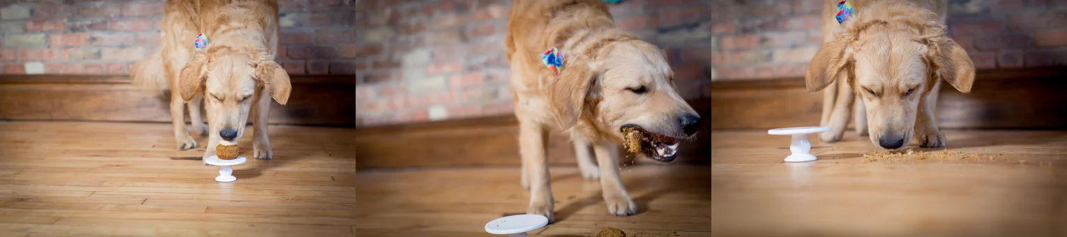 06-golden-retriever-mn-dog-pet-photographer-first-birthday-studio-happy-pup-nadias-cupcakes-pupcake-smash-first-birthday-mahonen-photography.jpg