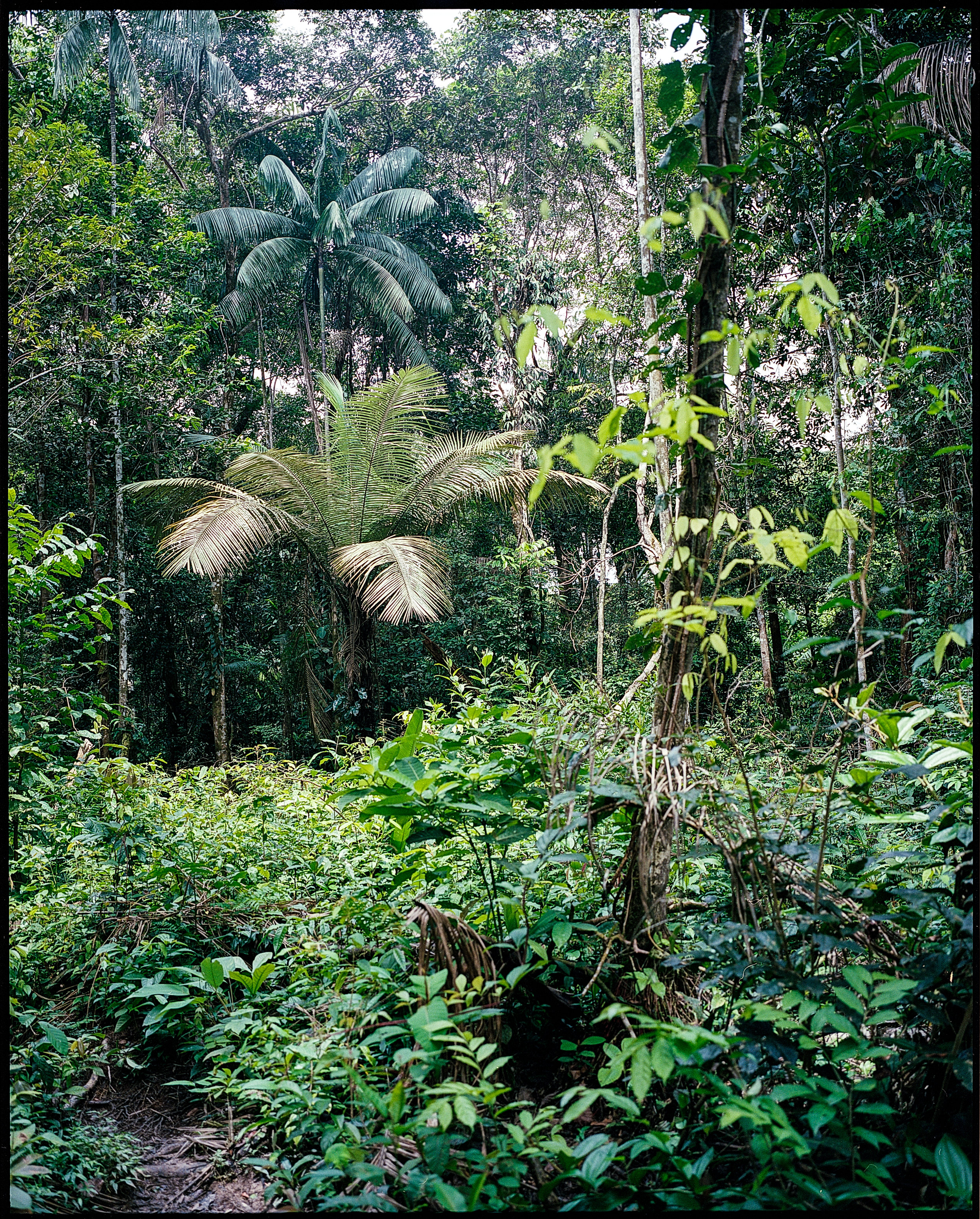 Leticia reforestation trail.jpg