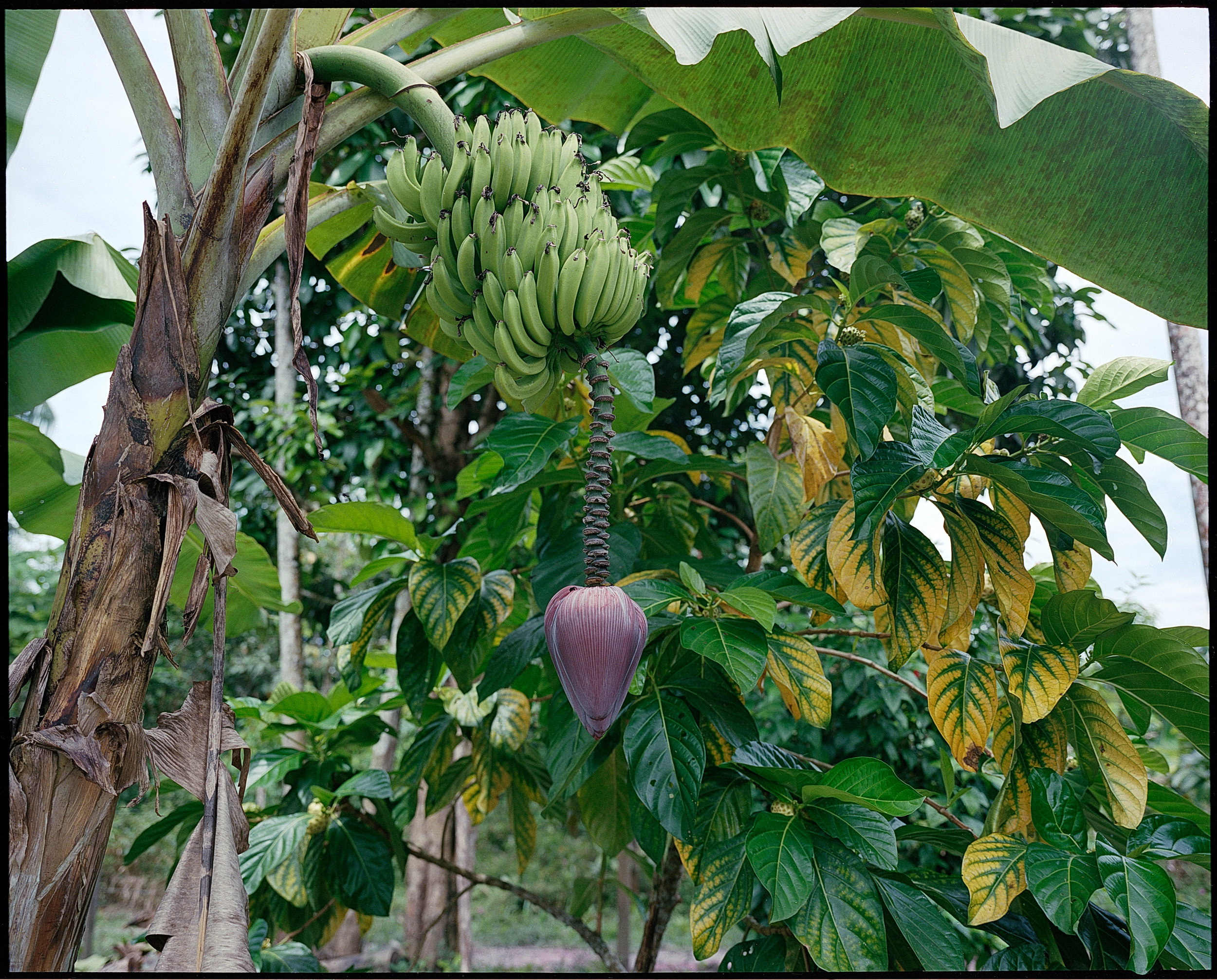 Leticia reforestation banana tree.jpg