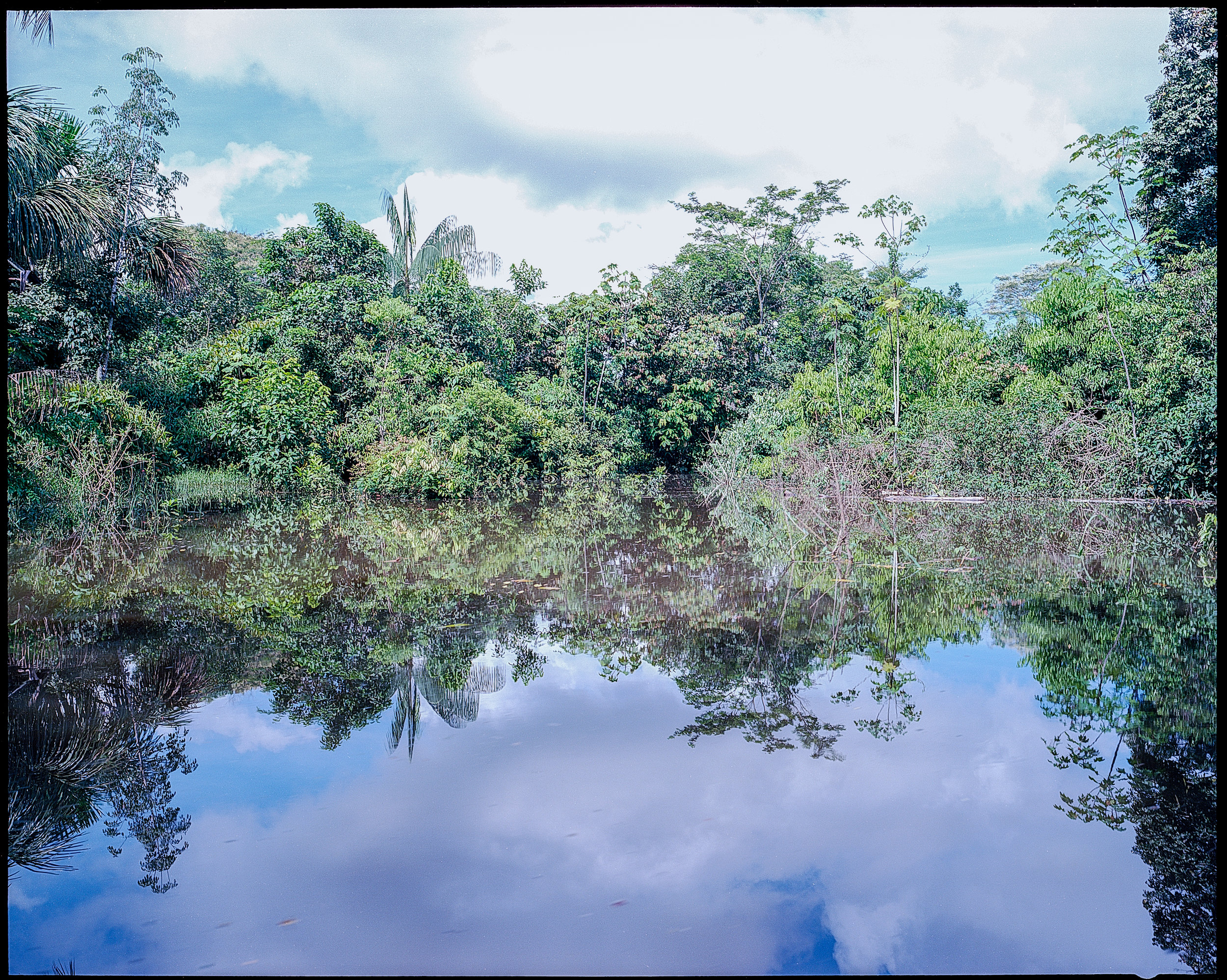 Un charco en la selva