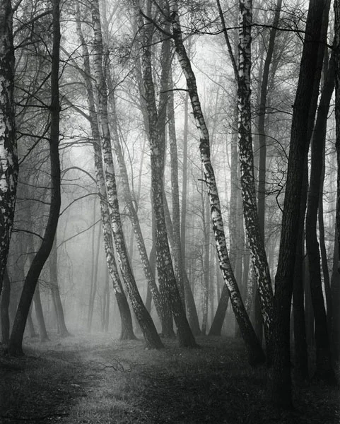 Roman Loranc - Trees - www.romanloranc.com