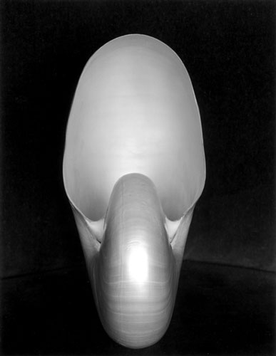 Shell 1S | Edward Weston 1927