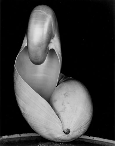 Shell (14S) | Edward Weston 1927