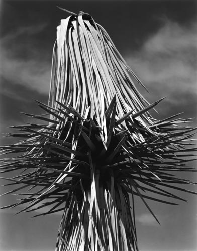 Joshua Tree (MD-J-2G) | Edward Weston 1937