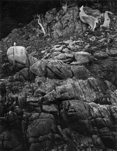 Cliff with Seagull (PL46L2) | Edward Weston 1946