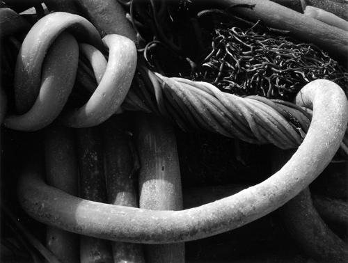 Kelp (3K) | Edward Weston 1930