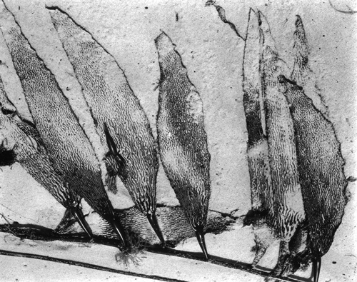 Kelp (12K) | Edward Weston 1930