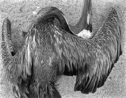 Pelican (PL 42 BI 1)  | Edward Weston 1942