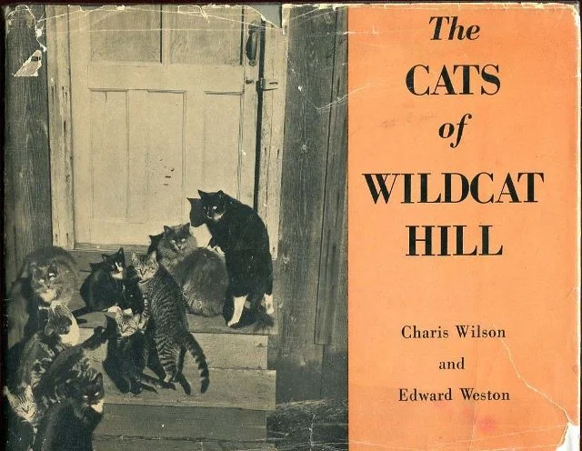 cats of wildcat hill.jpg