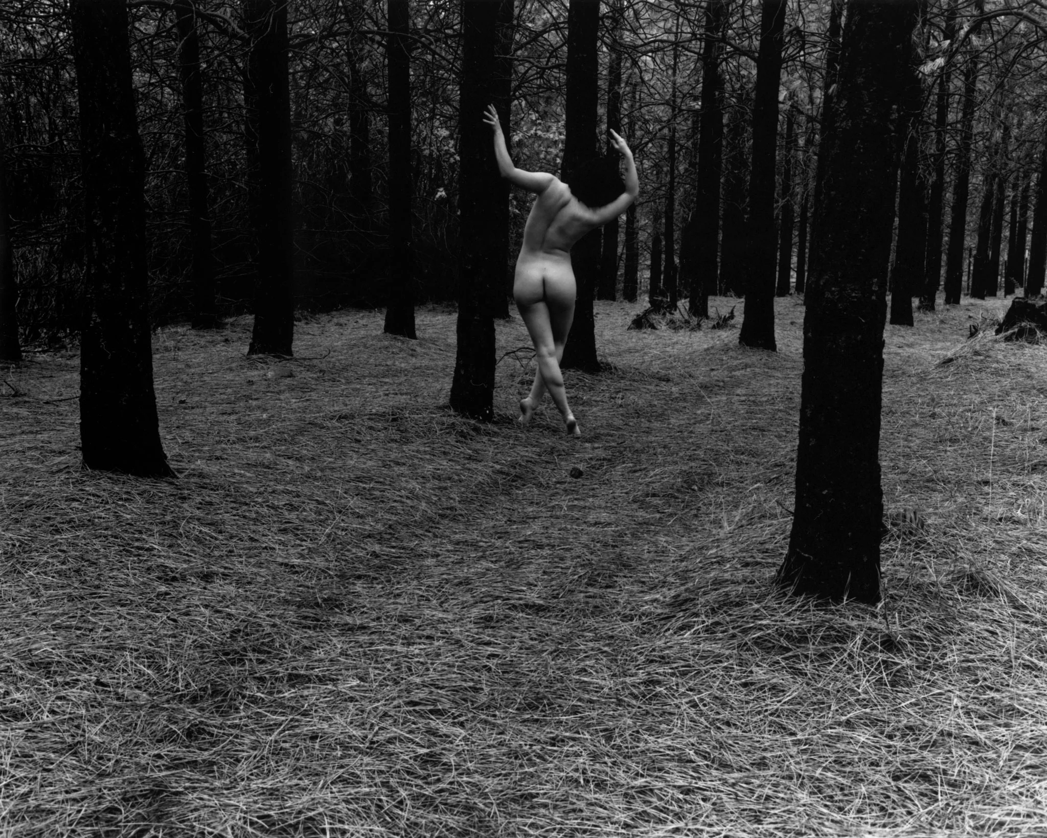 zach-weston-wandering-fairy-38-n.jpg