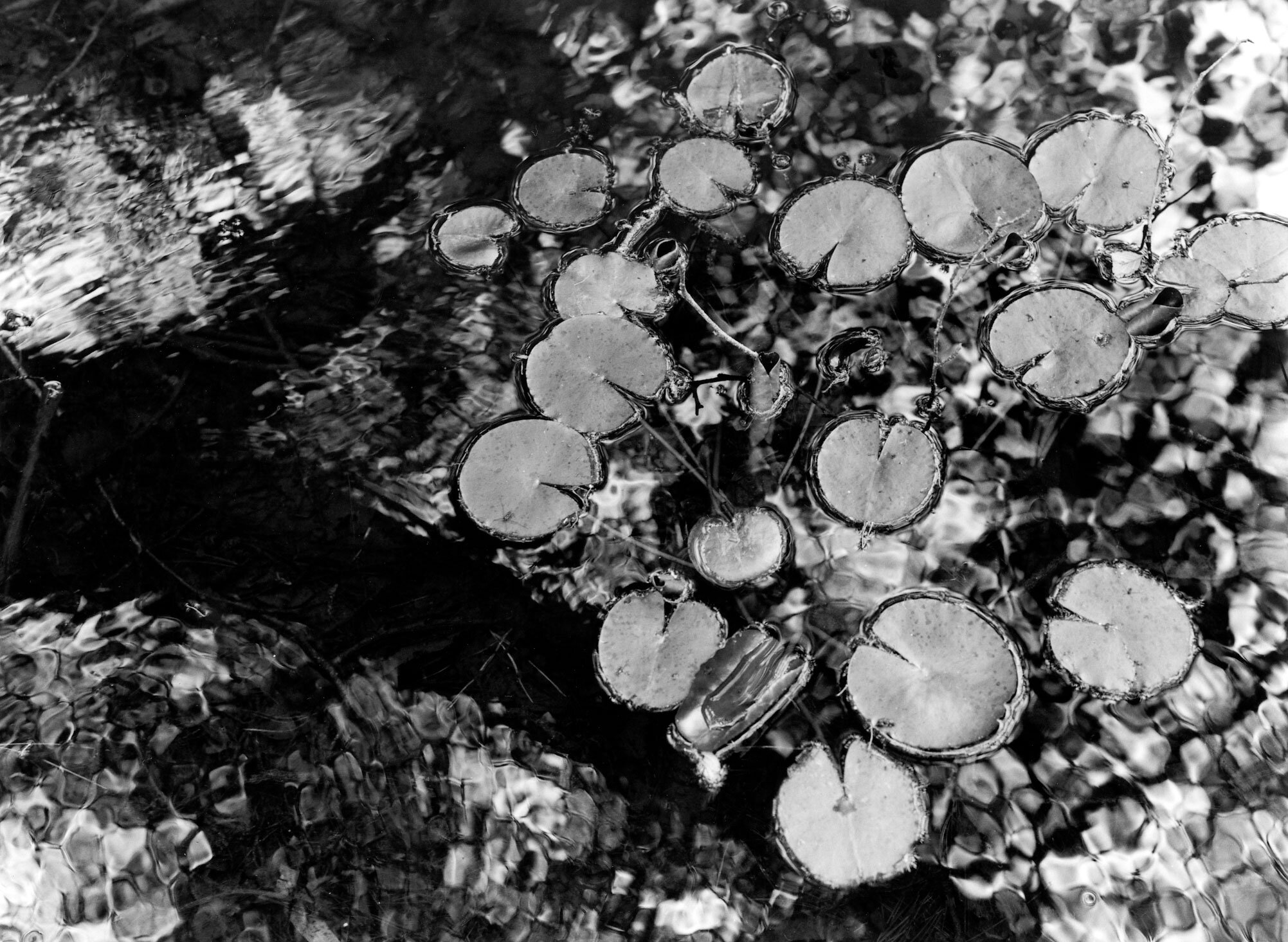 ©Zach-Weston-garrapata-lilies.jpg