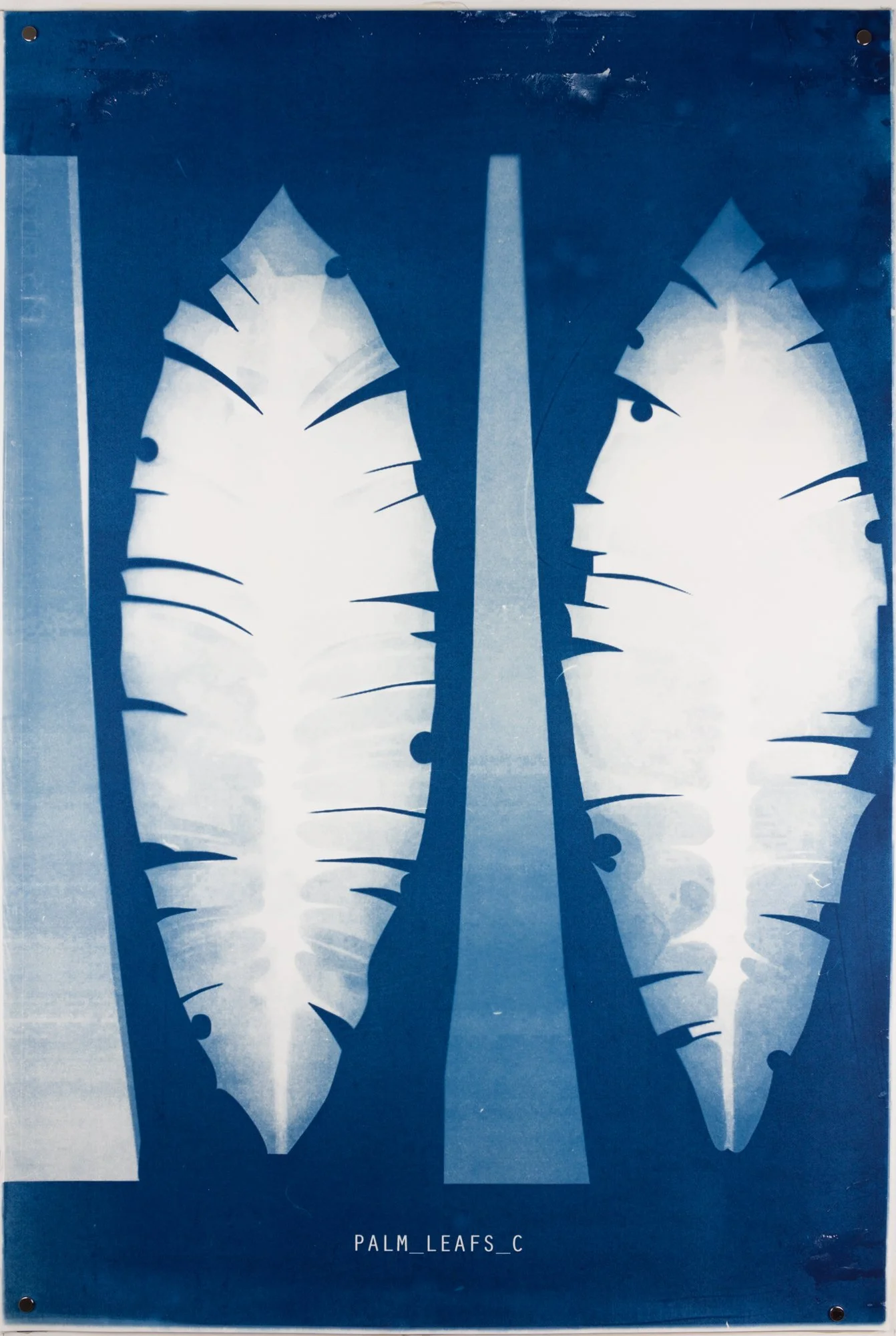 'PALM_LEAFS_C' Unique Cyanotype 91cm(h) x 61cm(w) (2019) Alan Butler__LOW RES.jpg