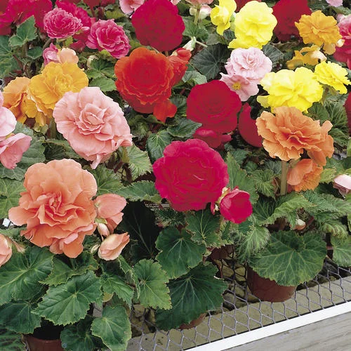 Begonia Tub non-stop mix
