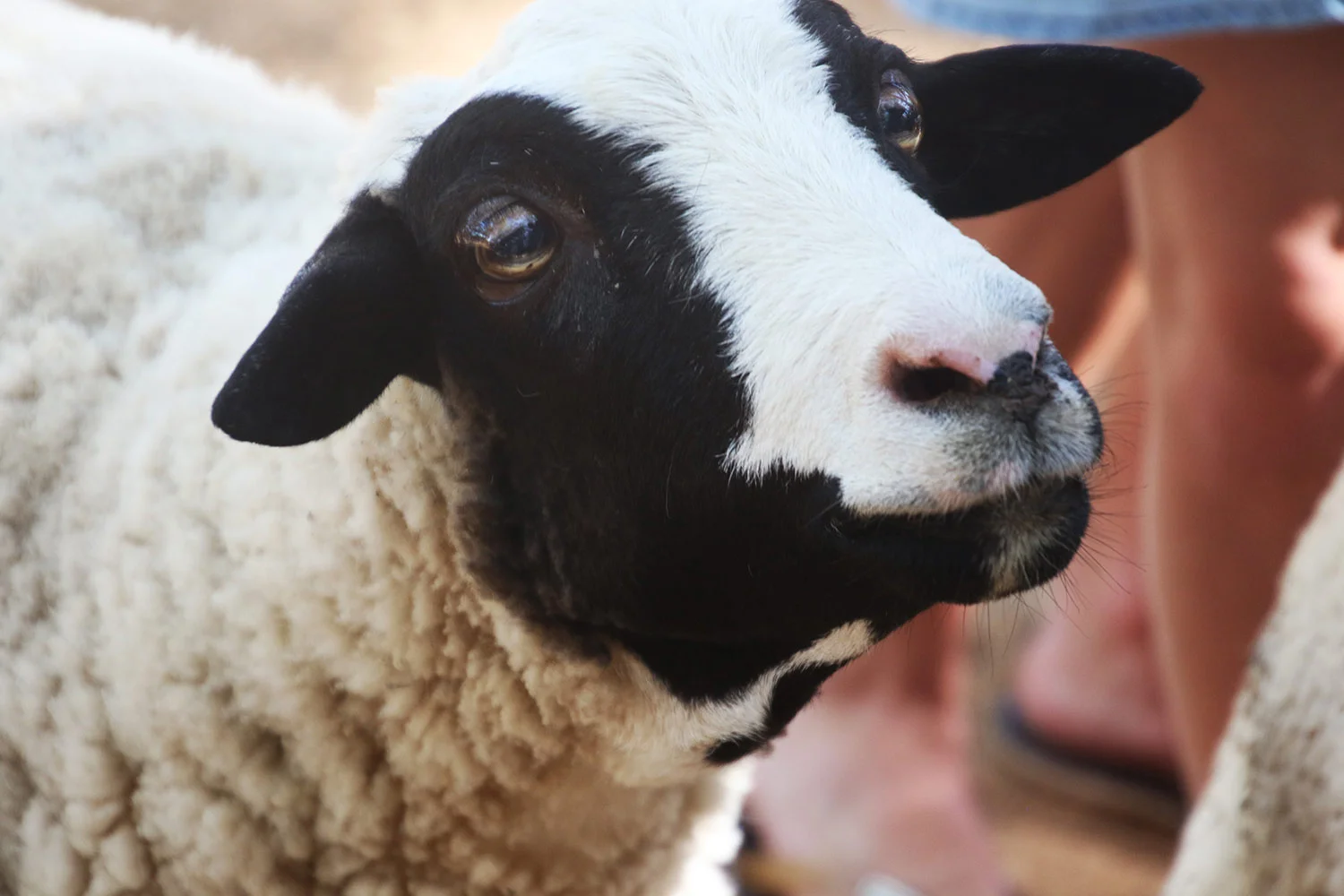 goat-looking-up.jpg