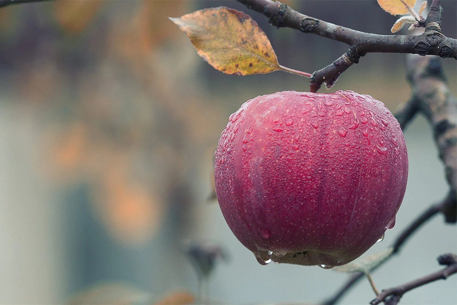 orchard.jpg