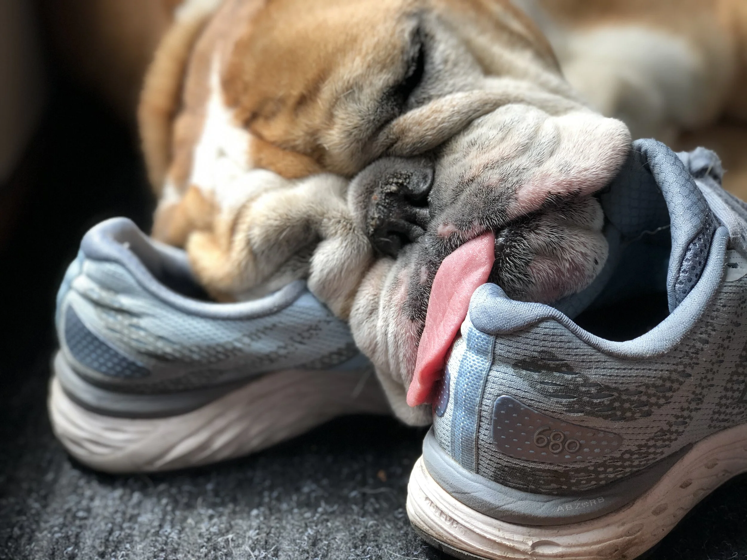 Dogs