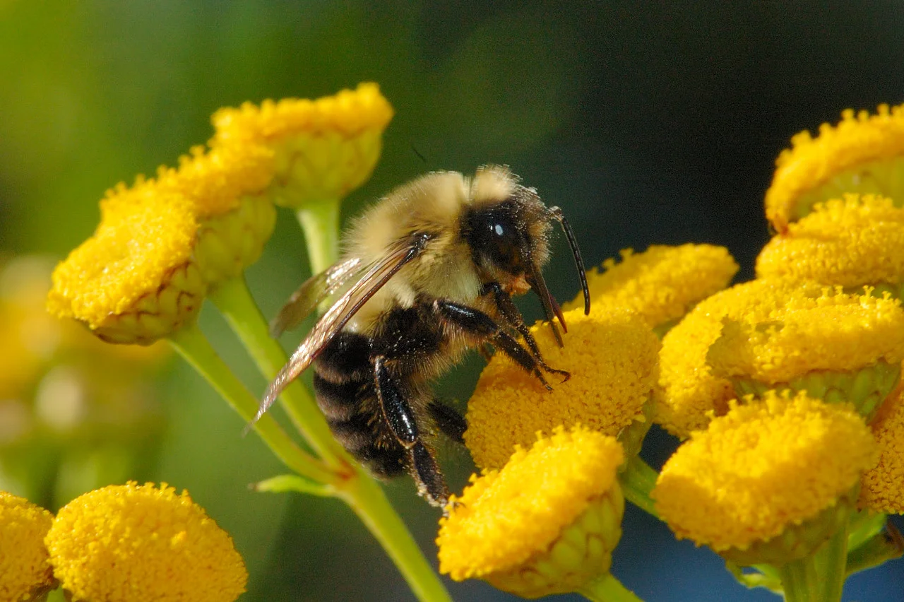 9am: get pollen, 901am: get pollen, 902am: get pollen, 903 am: get pollen....