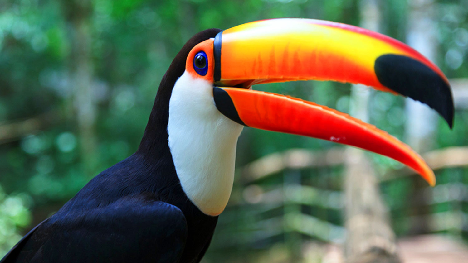 toucan.jpg